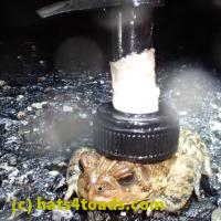 /home//u458753944/public_html/sourcegallery///Roxborough Toad Detour/2013-2019/2018/2018-04-28/P4280036.JPG